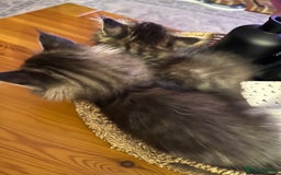 Maine Coon cats for sale:      💖LAST BEAUTIFUL BABY GIRL💖  - Image 16