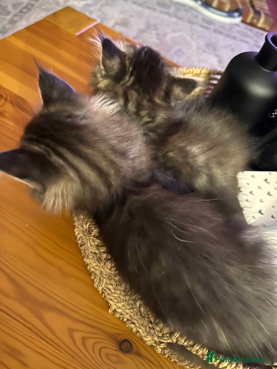 Maine Coon cats for sale:      💖LAST BEAUTIFUL BABY GIRL💖  - Image 16