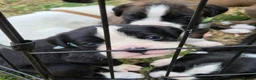 Boxer dogs for sale: Boxer pups, flashy brindle, red, white - Advert 19