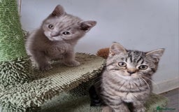British Shorthair cats for sale: Stunning stripy British shorthair in Eastbourne - Image 5