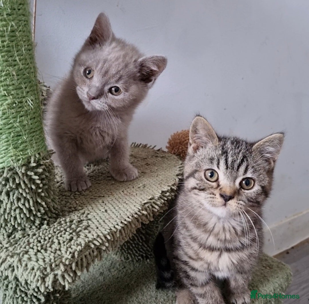 British Shorthair cats for sale: Stunning stripy British shorthair in Eastbourne - Image 5