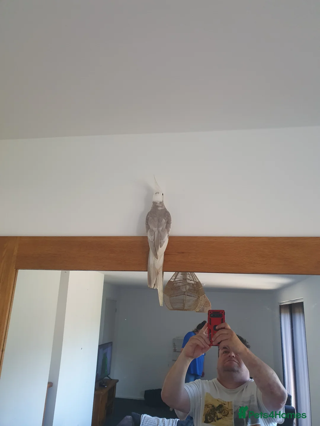 Cockatiels birds for sale: White face cockatiel  - Advert 2