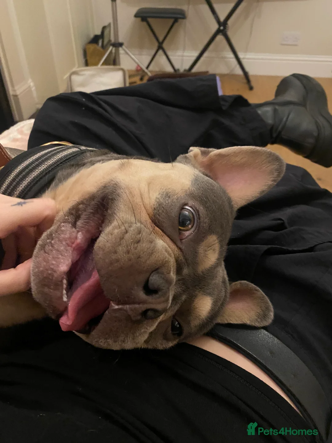 French Bulldog dogs for sale: Benny- blue and tan French bulldog boy   - Advert 4