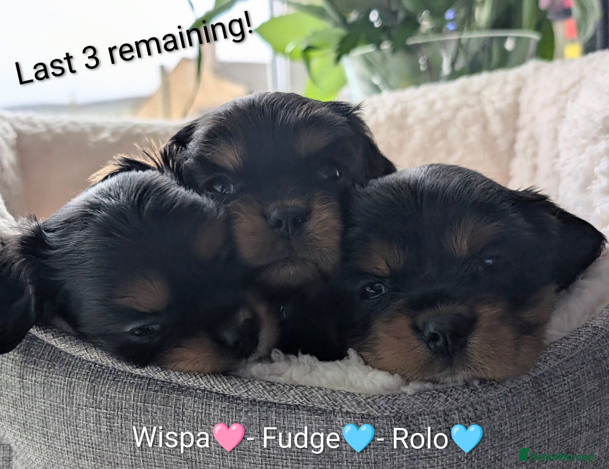 Cavalier King Charles Spaniel dogs Black & Tan Cavalier King Charles Spaniel Puppies - Advert 2