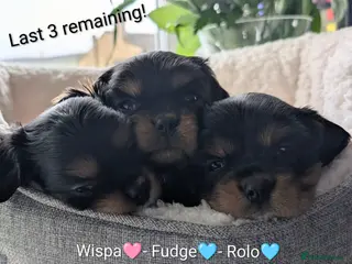 Cavalier King Charles Spaniel dogs Black & Tan Cavalier King Charles Spaniel Puppies - Advert 2