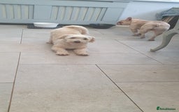 Shihpoo dogs for sale: George- 1 year old poodle shih tzu cross - Advert 3