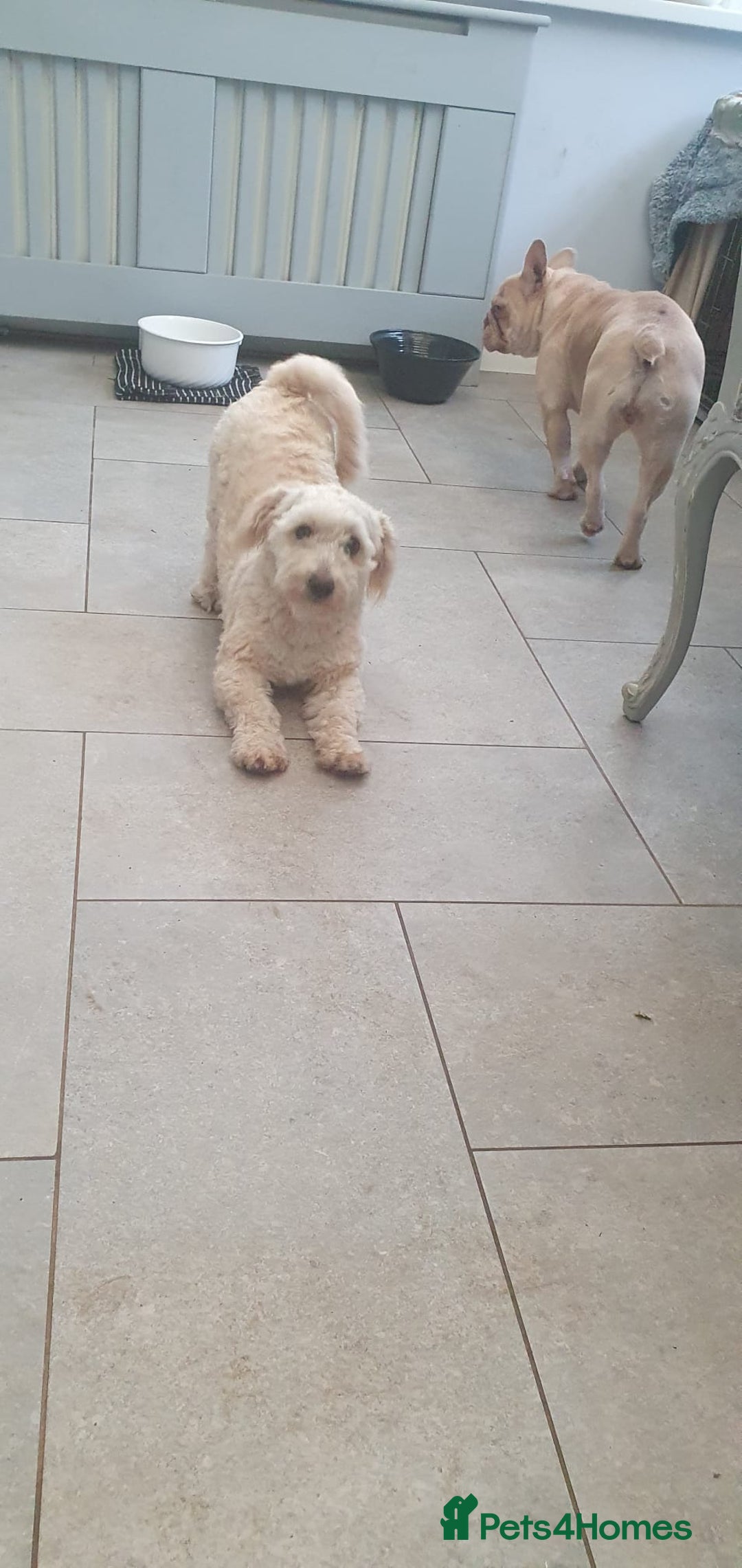 Shihpoo dogs for sale: George- 1 year old poodle shih tzu cross - Advert 3