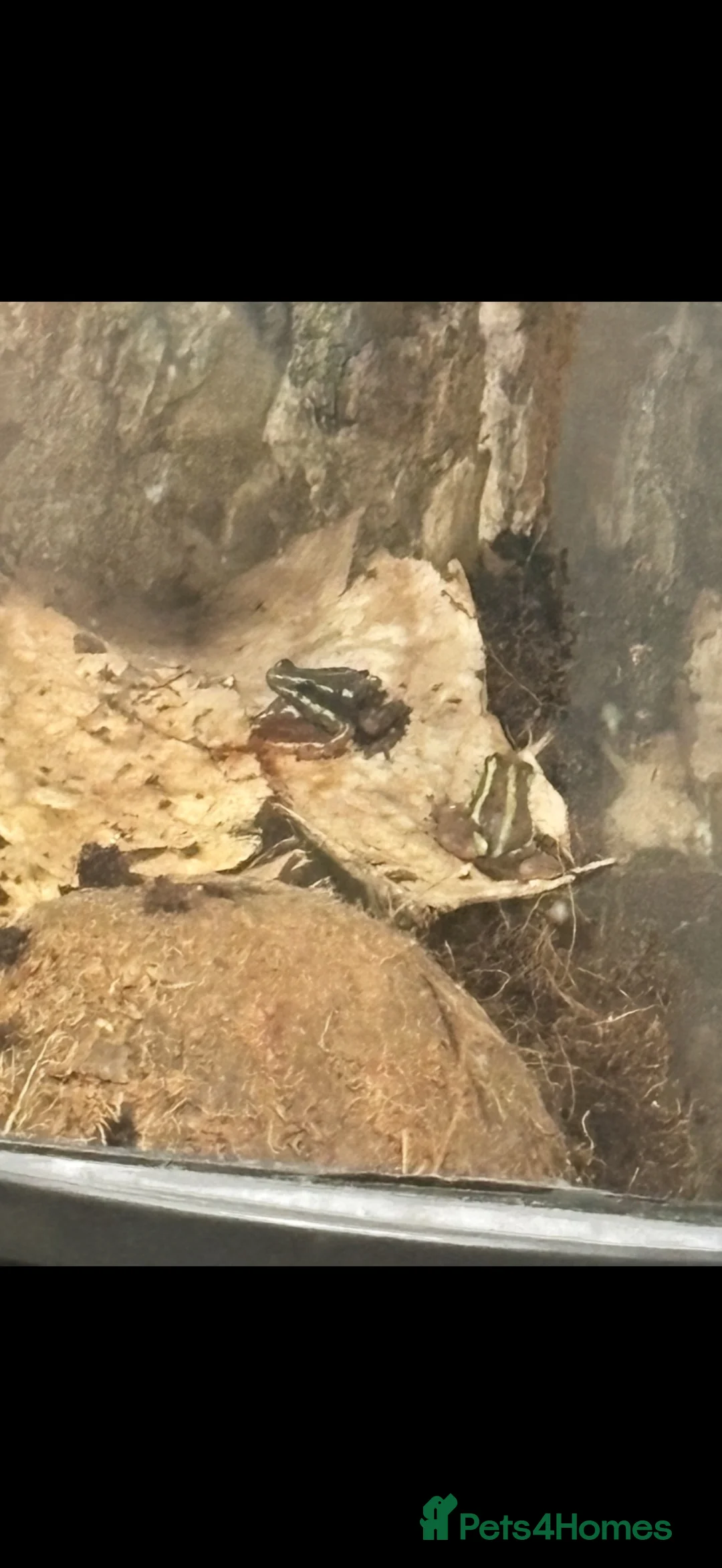 Frog reptiles for sale: Santa Isobel dart frogs - Advert 3