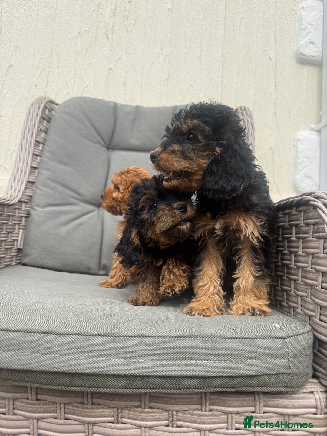 Cockapoo dogs for sale: F1 pra clear Cockapoos (council licensed breeder) - Image 7