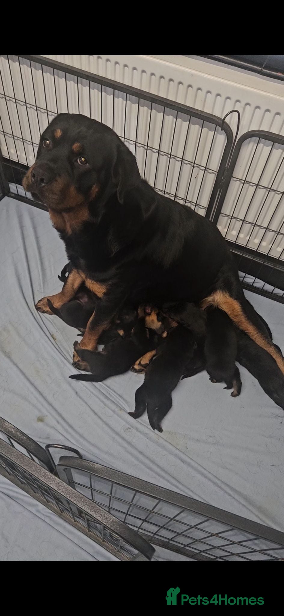 Rottweiler dogs Rottweiler puppies (3 left) - Advert 1