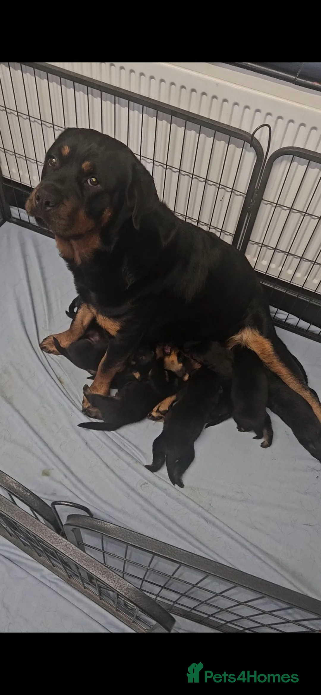 Rottweiler dogs for sale: Rottweiler puppies (3 left) in Manchester - Advert 1