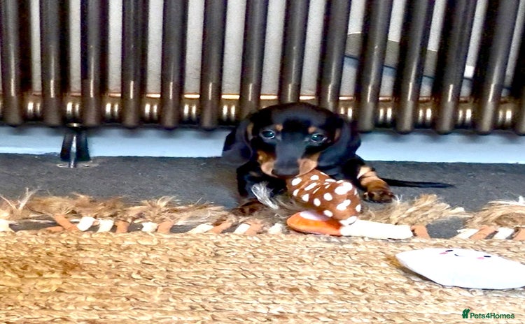Miniature Dachshund dogs - Advert 1