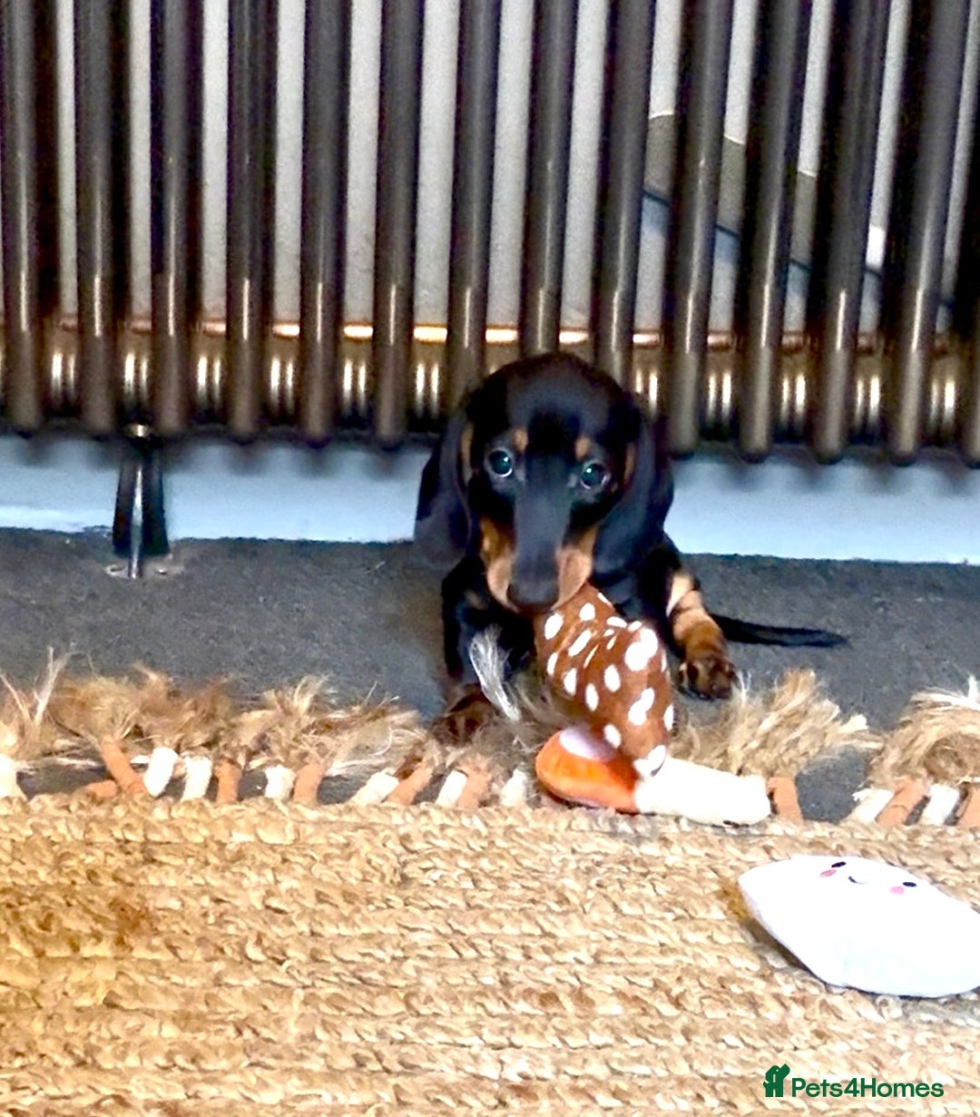 Miniature Dachshund dogs for sale: Stunning mini’s Kennel club reg both vax 👀4🏡 🐶 - Image 2