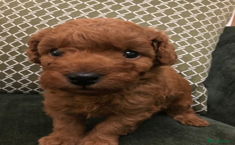 Labradoodle dogs - Advert 3