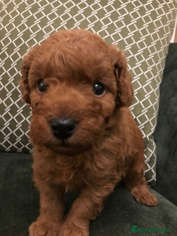 Labradoodle dogs - Advert 3