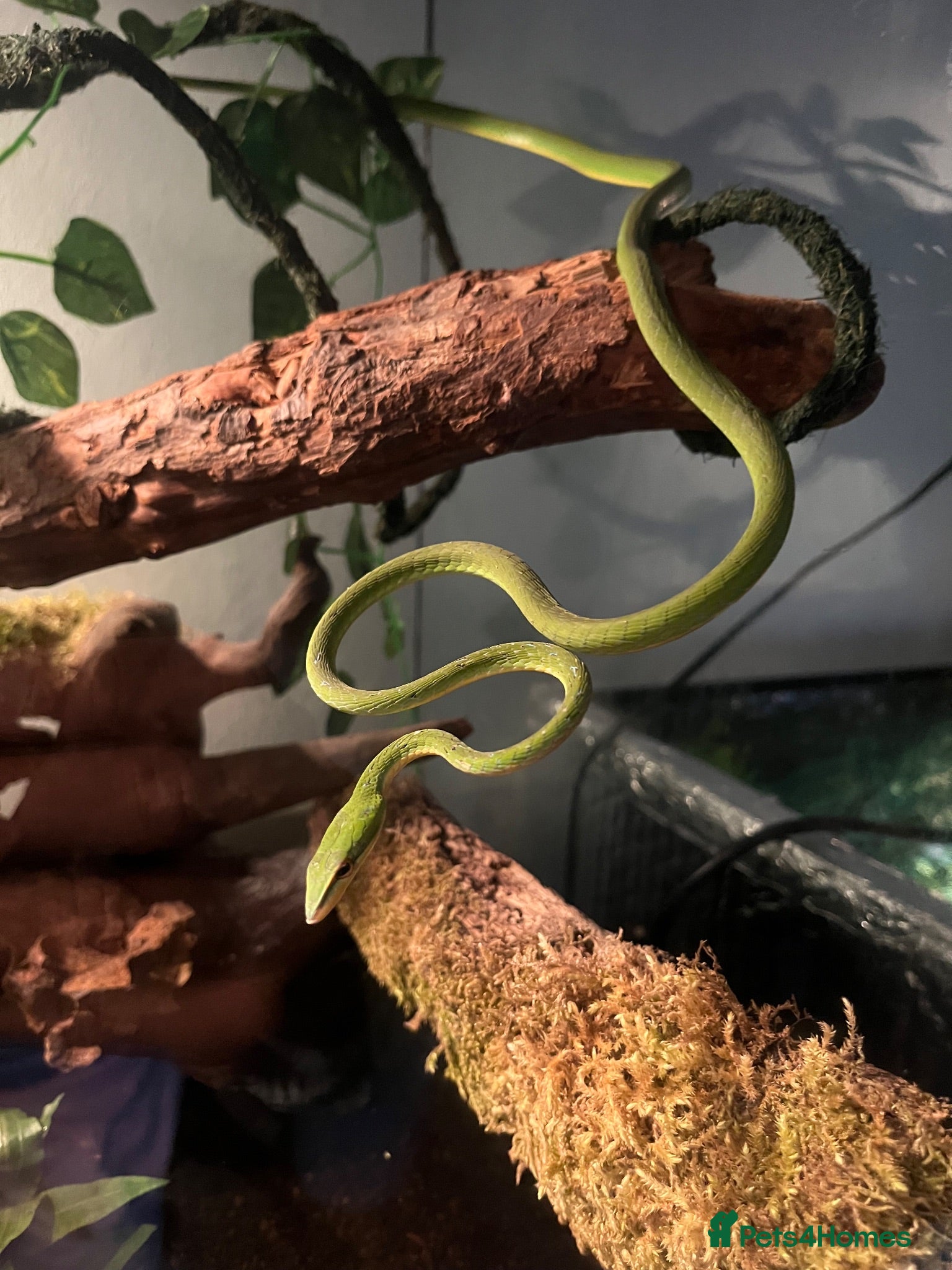 Snake reptiles Asian Vine Snake - the most beautiful snake! - Advert 1