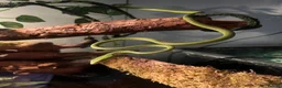 Snake reptiles for sale: Asian Vine Snake - the most beautiful snake! - Advert 2