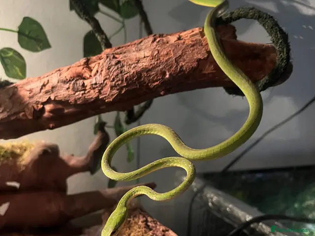 Snake reptiles Asian Vine Snake - the most beautiful snake! - Advert 2