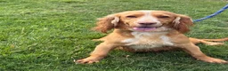Cocker Spaniel dogs for sale: Six beautiful cocker spaniel puppies  - Advert 1