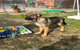 Mixed Breed dogs for adoption: BIBY, a Lovely young girl - for a Loving Home - Advert 2