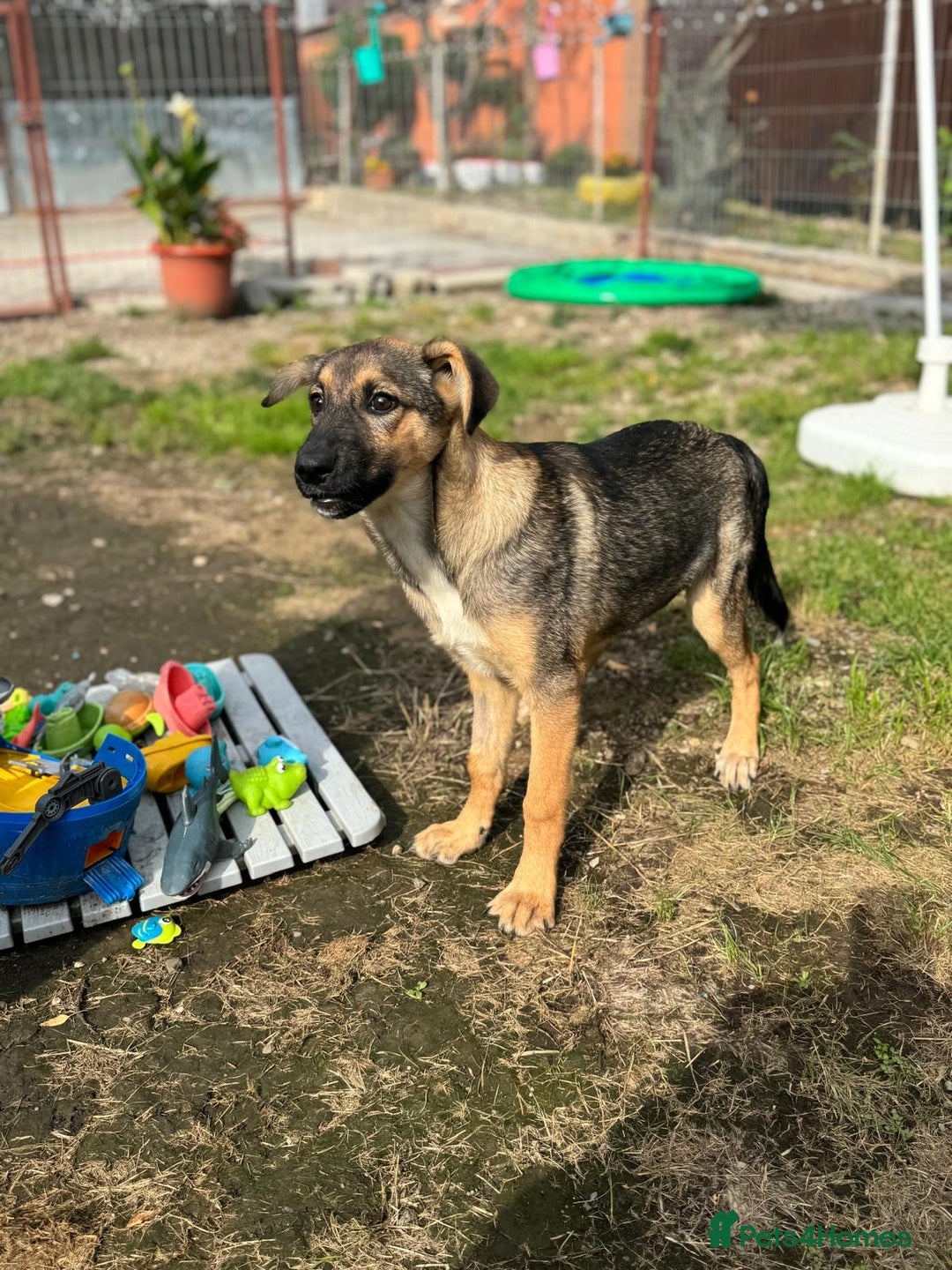 Mixed Breed dogs for adoption: BIBY, a Lovely young girl - for a Loving Home - Advert 2