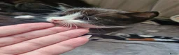 Mixed Breed cats for sale: 5 black/ black and white kittens - Advert 20