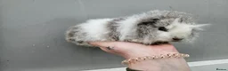 Guinea Pig rodents for sale: Baby swiss boars - Advert 9