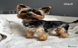 Yorkshire Terrier dogs for stud: Stunning Marco Black Tiger aka Paco - Image 10