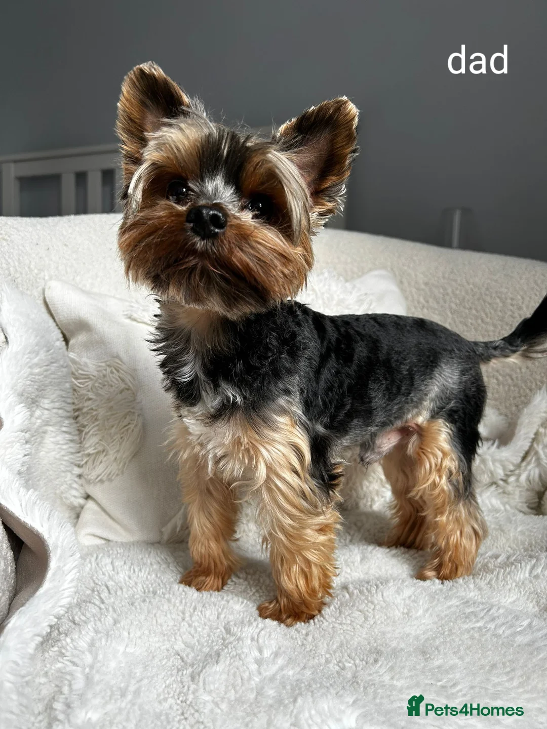 Yorkshire Terrier dogs for stud: Stunning Marco Black Tiger aka Paco - Advert 10