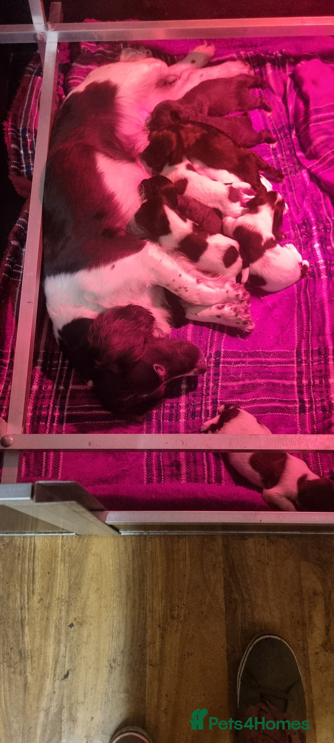 Sprocker dogs for sale: Sprocker pups - Advert 1