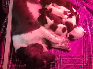 Sprocker dogs Sprocker pups - Advert 6