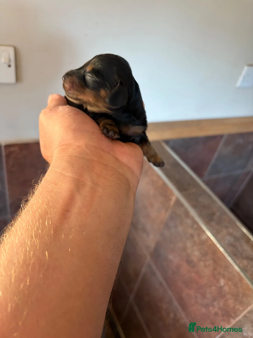 Miniature Dachshund dogs for sale: Miniature dachshund  - Advert 7