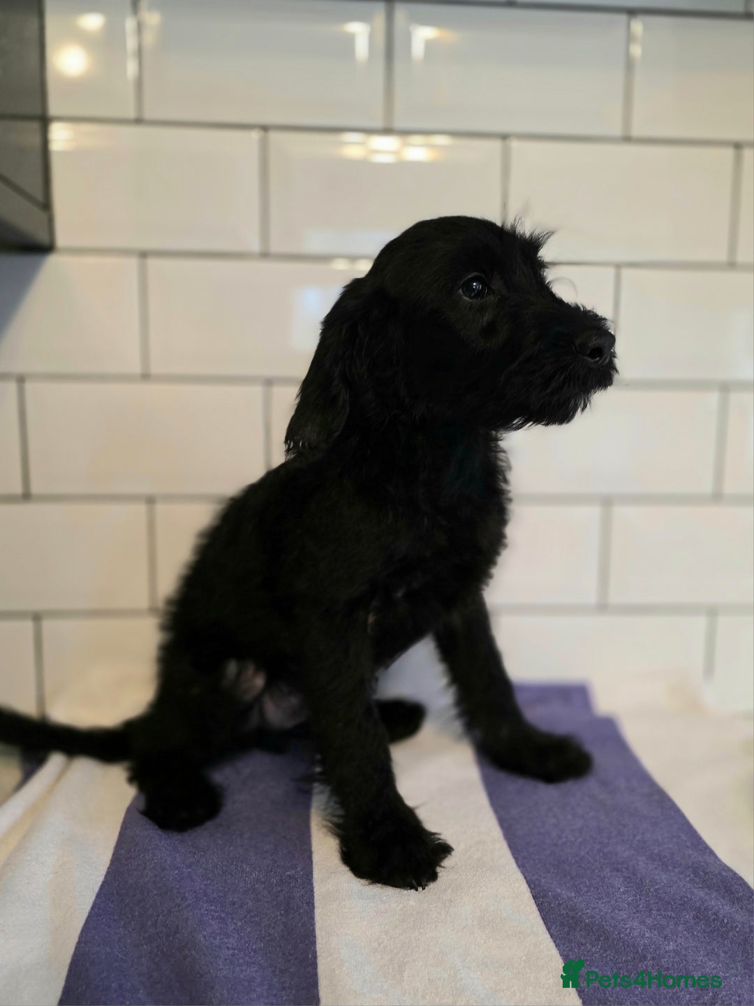 Labradoodle dogs for sale: £550 unreal pups 😊 F1 miniature labradoodles in South Shields - Image 2