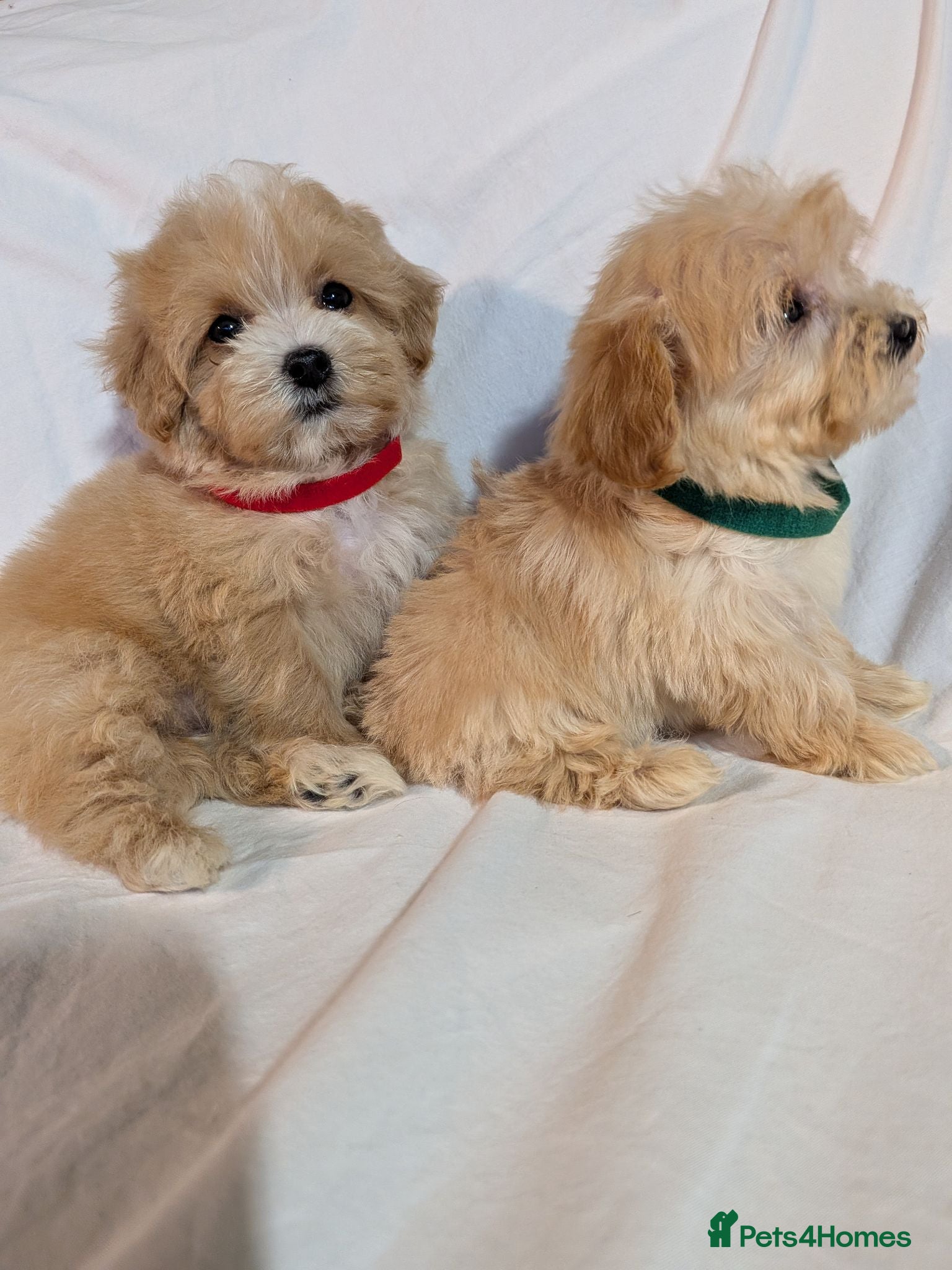 Maltipoo dogs Lovely Maltipoo Puppies Ready To Leave - Advert 1