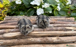 Hamster rodents for sale: Beautiful baby hamsters. Russian Dwarf and Syrian - Image 12