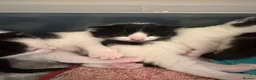 Mixed Breed cats for sale: Two female left - Advert 5