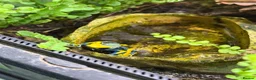 Gecko reptiles for sale: Dart frogs and geckos in Oxford - Advert 4