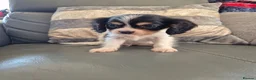 Cavalier King Charles Spaniel dogs for sale: KC Health Clear Cavalier King Charles Boys - Advert 31