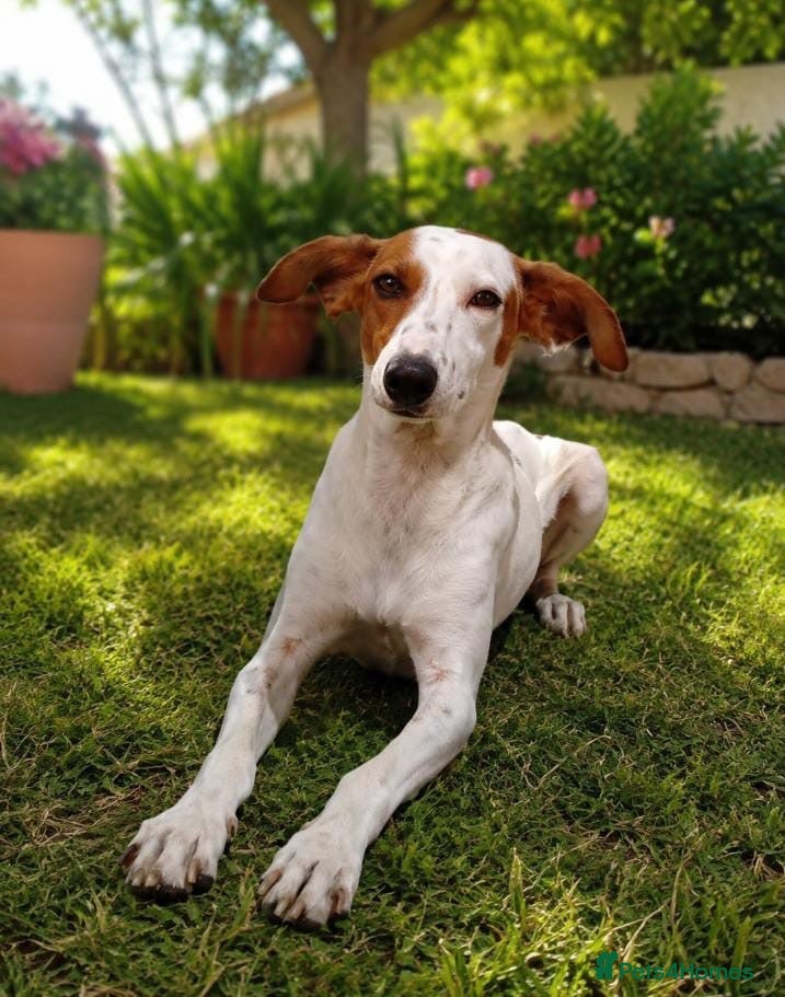 Mixed Breed dogs for adoption: Leo’s  just a young dog  🐶🐾 - Advert 1