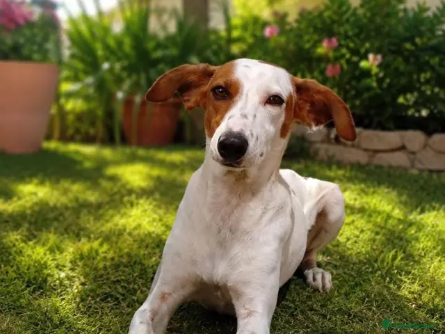 Mixed Breed dogs for adoption: Leo’s just a young dog 🐶🐾 - Advert 1