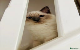 Ragdoll cats for sale: RAGDOLLS KITTENS **INC STARTER PACK & INSURANCE** - Image 9
