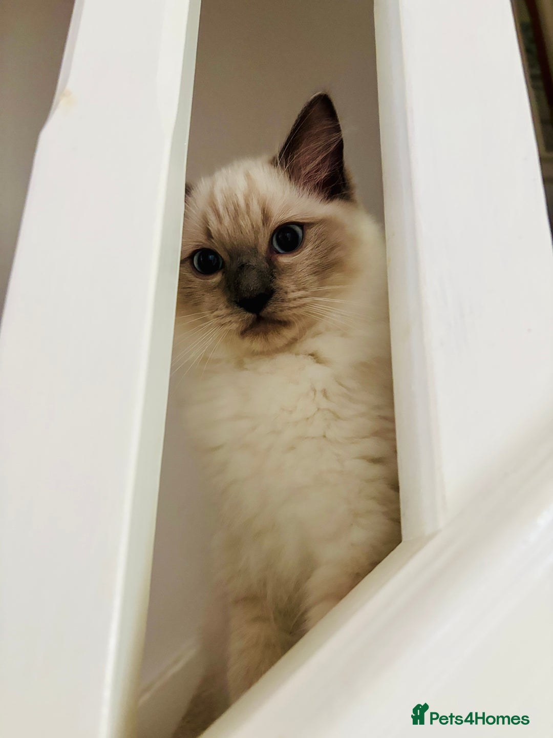 Ragdoll cats for sale: RAGDOLLS KITTENS **INC STARTER PACK & INSURANCE** - Image 9