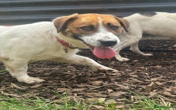 Mixed Breed dogs for adoption: Diego. Badersfield Norfolk  - Image 10