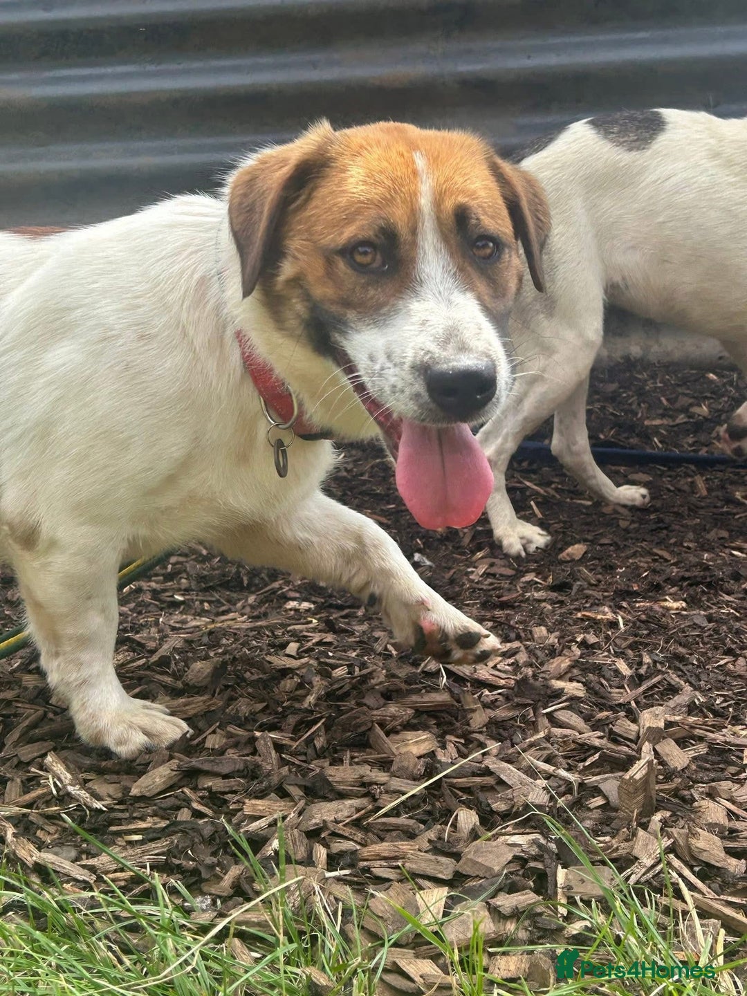 Mixed Breed dogs for adoption: Diego. Badersfield Norfolk  - Image 10