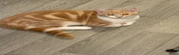 Mixed Breed cats for sale: Two male cats just over 1 year old - Advert 6