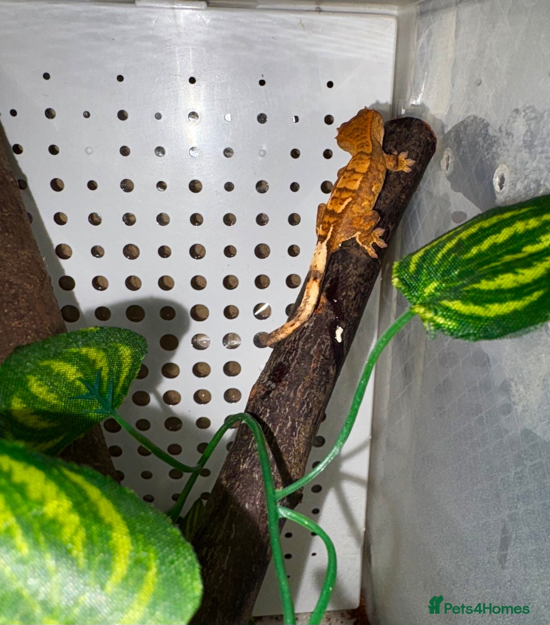 Gecko reptiles for sale: Crested geckos for sale🦎 - Image 6