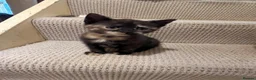 Mixed Breed cats for sale: 6 gorgeous kittens  - Advert 10