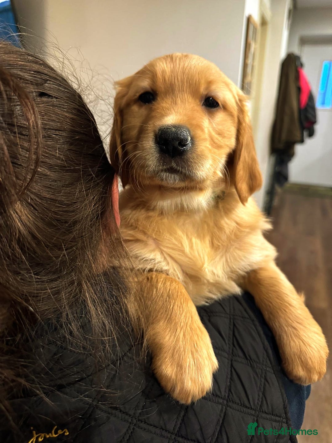 Golden Retriever dogs for sale: ⭐ DARK golden retriever puppies 🐶  - Advert 2