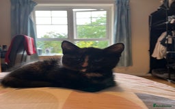 Mixed Breed cats for sale: Adorable female kitten and her mother! ASAP - Image 7