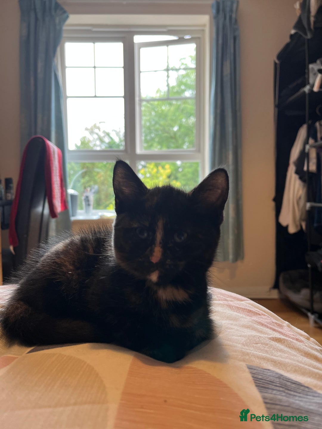 Mixed Breed cats for sale: Adorable female kitten and her mother! ASAP - Image 7